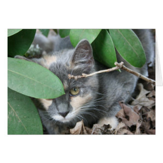 Kitten Cards
