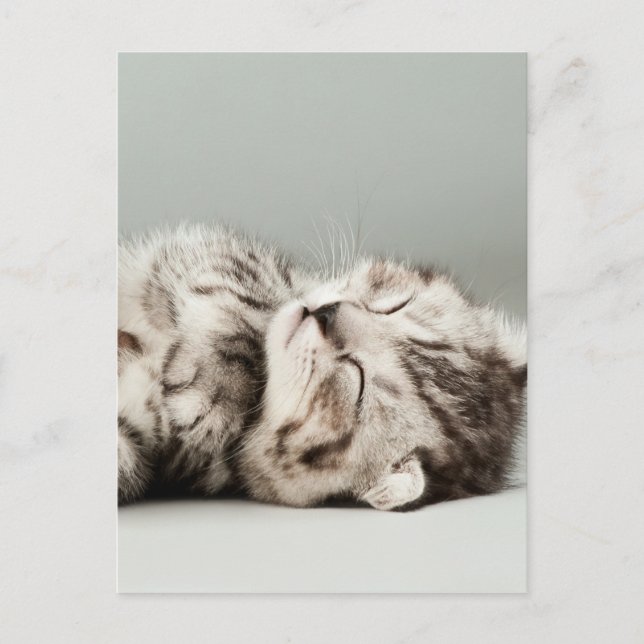 kitten, cat, cute tabby cat, cute cats, cute kitte postcard (Front)