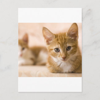 kitten cat postcard