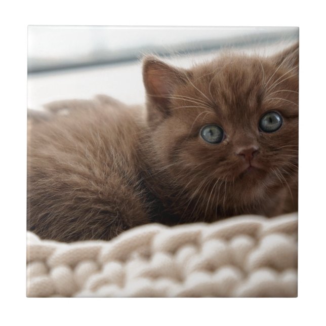 Kitten Ceramic Tile (Front)
