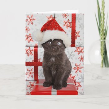 Kitten Christmas Card by lamessegee at Zazzle
