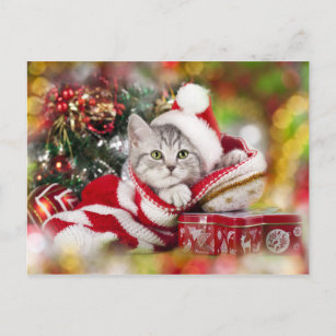 Kitten Christmas Wearing Santa Hat Holiday Postcard