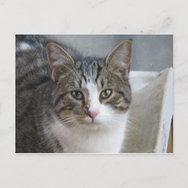 Kitten Close Up Postcard (Front)