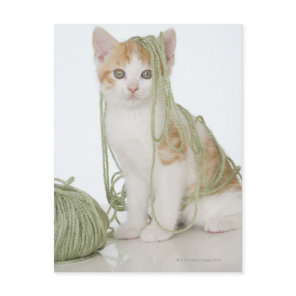 Kitten covered in yarn postcard