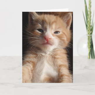 Kitten Cuteness Card