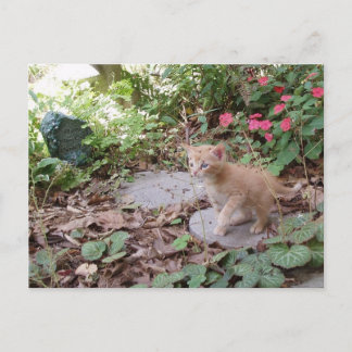 Kitten Dax Explores Postcard