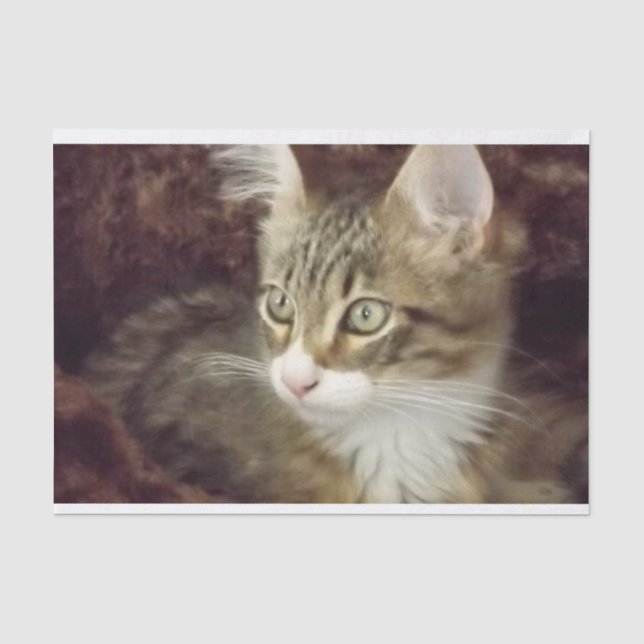 Kitten Decoupage Paper Craft Furniture Cat (Front)