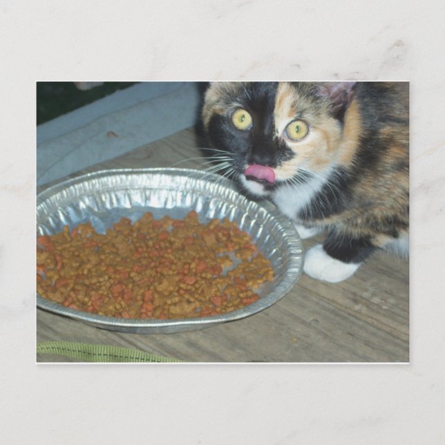 Kitten Eating Postcard (Front)