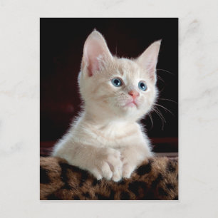 KITTEN: ENTRANCING MOMENT ~ POSTCARD
