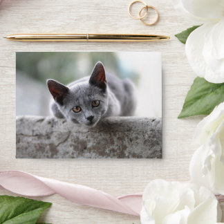 Kitten Envelope