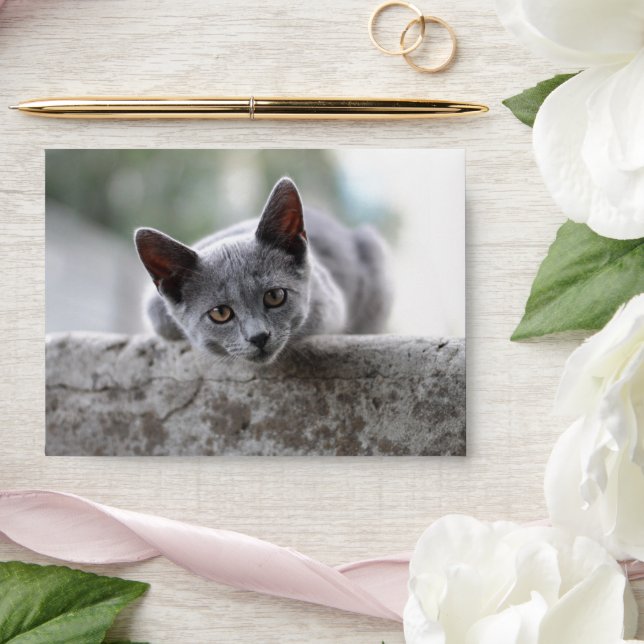 Kitten Envelope (Wedding)