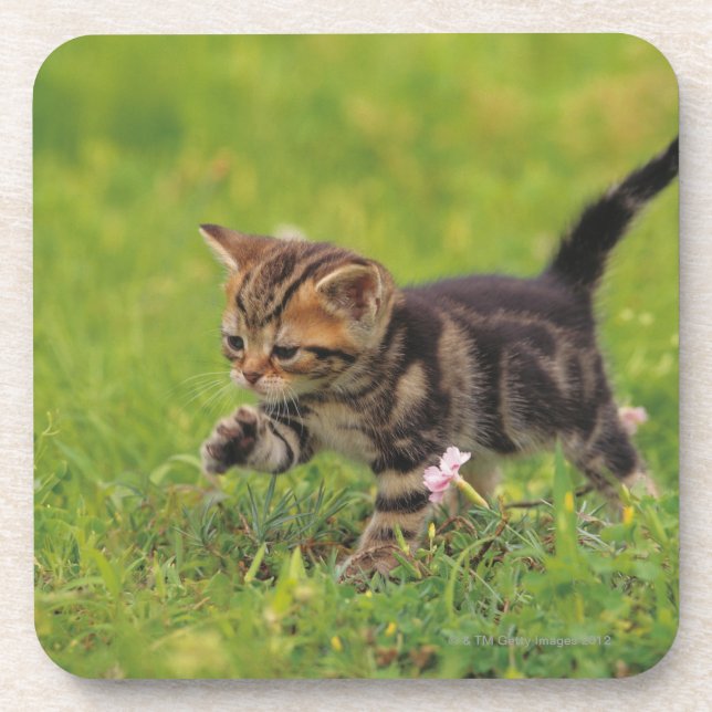 Kitten exploring lawn beverage coaster (Front)