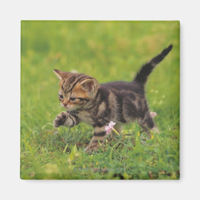 Kitten exploring lawn magnet (Front)