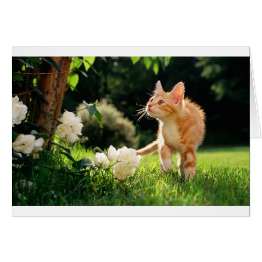 Kitten Exploring Outside by some Flowers Card