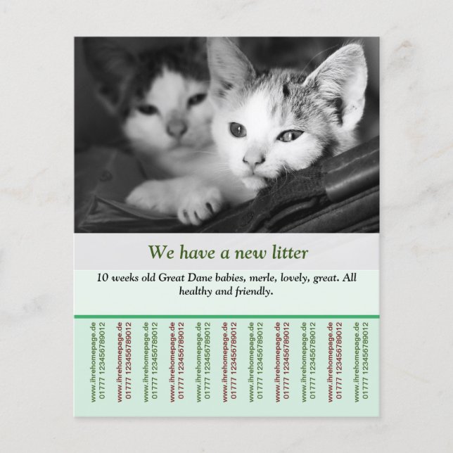 kitten for sale flyer templates (Front)