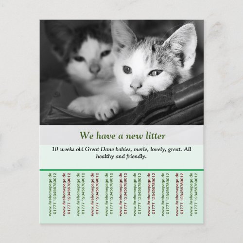kitten for sale flyer templates