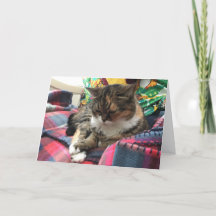 kitten get well card #2