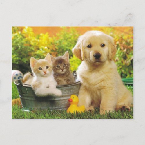 Kitten  Golden Retriever Puppy Dog Blank Postcard