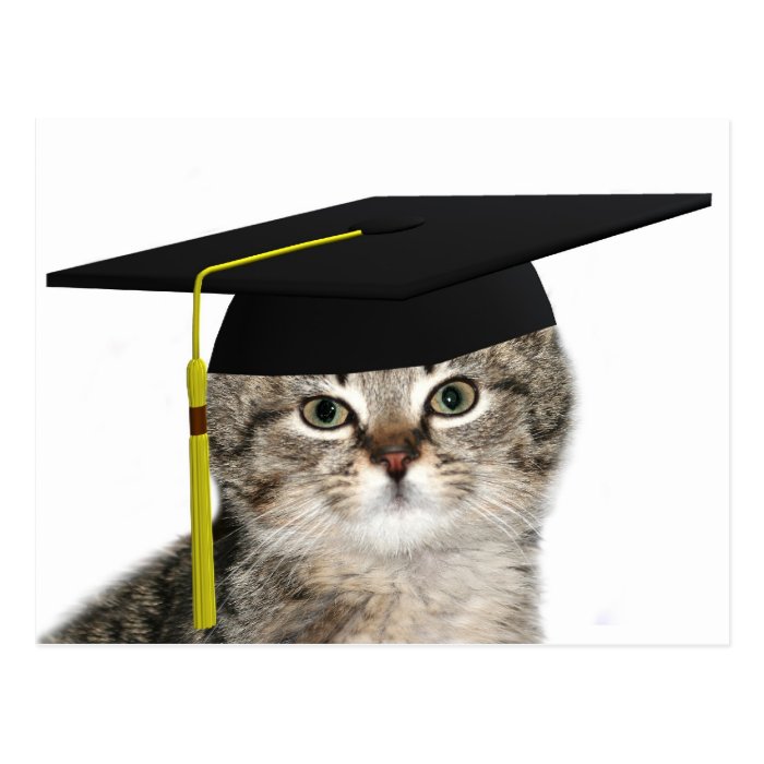 Kitten graduation postcards