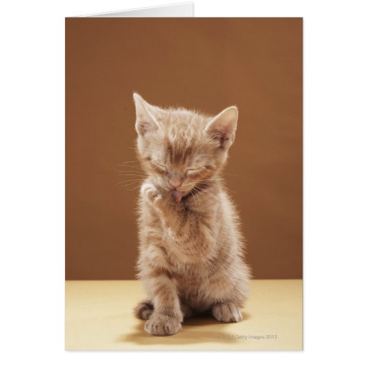 Kitten grooming cards (Front)