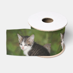 Kitten Grosgrain Ribbon