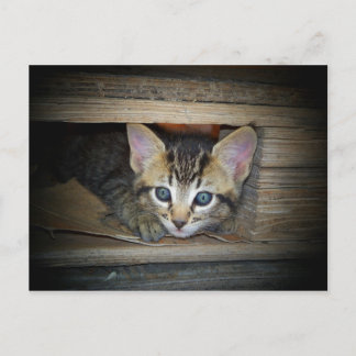 Kitten Hide-and-Seek Postcard