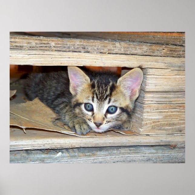Kitten Hide and Seek Poster (Front)