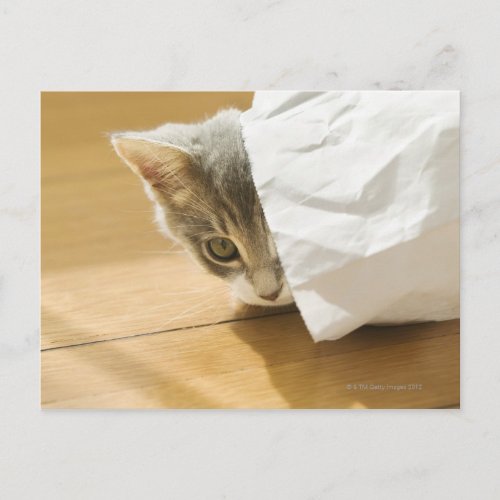 Kitten hiding in paper bag postcard