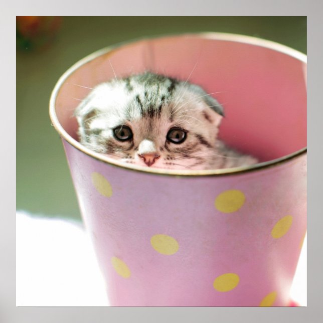 Kitten Hiding Poster (Front)