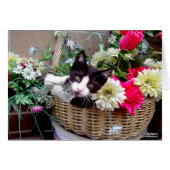 Kitten in a Basket (Front Horizontal)