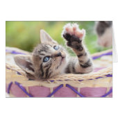 Kitten In A Basket (Front Horizontal)