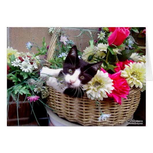 Kitten in a Basket Cards (Front Horizontal)