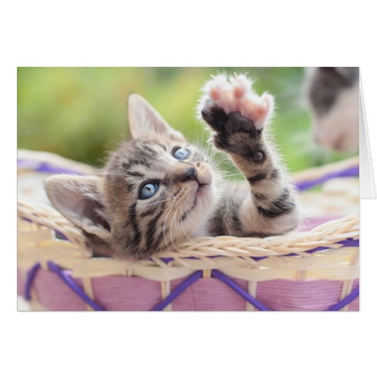 Kitten In A Basket Cards (Front Horizontal)