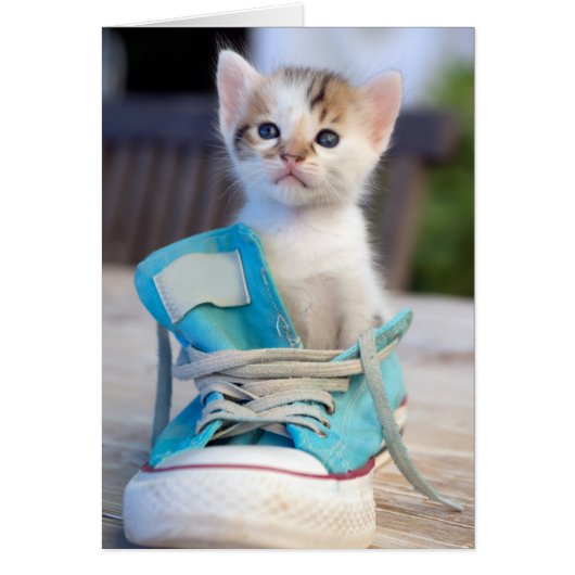 Kitten In A Shoe Cards (Front)