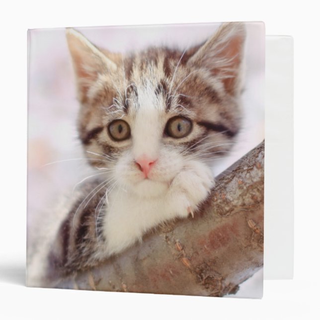 Kitten In A Tree 3 Ring Binder (Front/Inside)