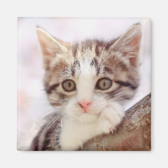 Kitten In A Tree Magnet (Front)