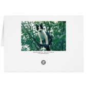 Kitten in an Apple Tree Cards (Back Horizontal)