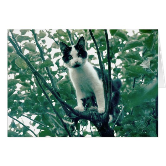 Kitten in an Apple Tree Cards (Front Horizontal)