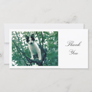 Kitten in an Apple Tree - Thank You Card