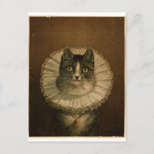 Kitten in an Elizabethan ruff Postcard