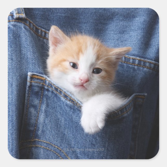 Kitten in Blue Jeans Square Sticker (Front)