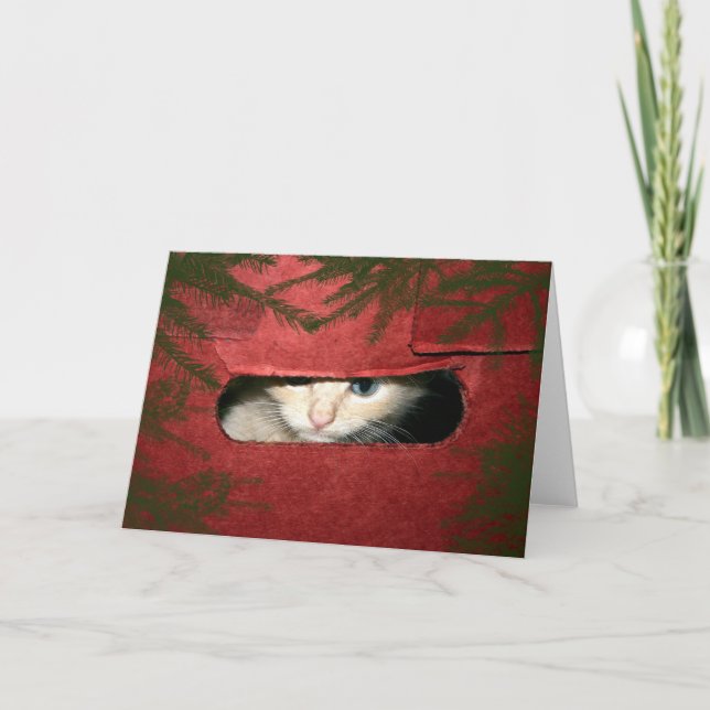Kitten in Christmas box Holiday Card (Front)