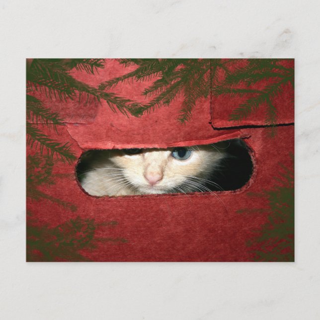 Kitten in Christmas box Holiday Postcard (Front)