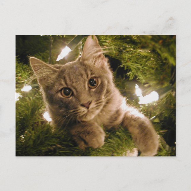 Kitten in Christmas Tree - Customizable Holiday Postcard (Front)