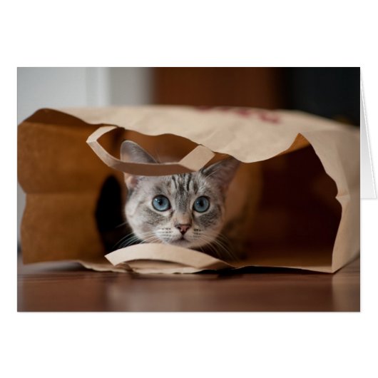 Kitten in Grocery Bag Cards (Front Horizontal)