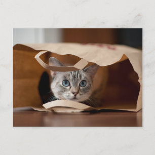 Kitten in Grocery Bag Postcard