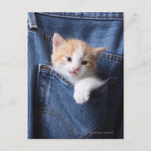 kitten in jeans bag postcard