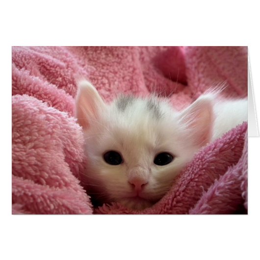 Kitten in Pink Cards (Front Horizontal)