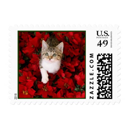 Kitten in Poinsettias Christmas Postage