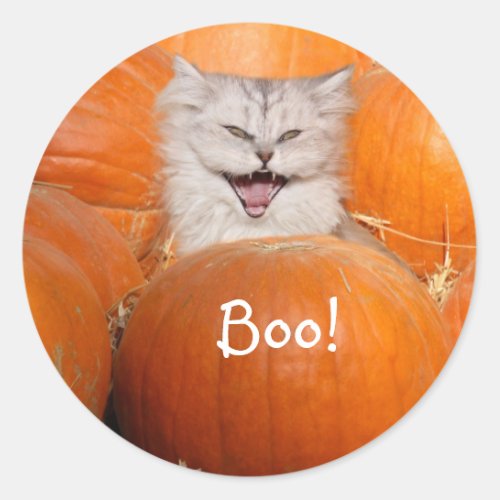 Kitten in pumpkins classic round sticker